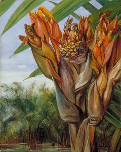 Nipa Palm, Sarawak, Borneo — Marianne North