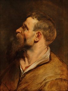 Head Of A Bearded Man Looking Left — Peter Paul Rubens
