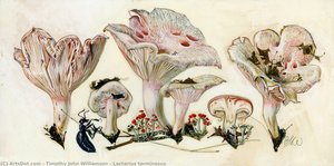 Lactarius Torminosus — Timothy John Williamson