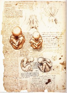 Egy Szoptalan Tehen Terhességi Méhének Rajza — Leonardo Da Vinci