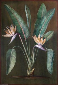 Strelitzia, Una Planta Sudafricana — Marianne North