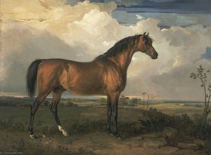 Eagle, A Celebrated Stallion — James Ward