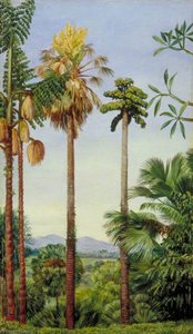 The Talipot Palm In Flower And Fruit, And Wine Palm In Flower At Buitenzorg, Java — Marianne North