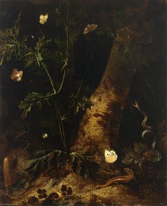 A Forest Floor Still Life With A Salamander, Snake And Various Butterflies Around A Thistle — Otto Marseus Van Schrieck