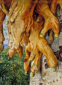 Grupo De Raíces Aéreas De Un Drago, Tenerife — Marianne North