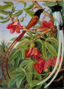 Foliage And Flowers Of The Red Cotton Tree And A Pair Of Long Tailed Fly Catchers, Ceylon — Marianne North