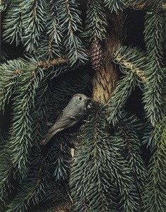 Ruby Crowned Kinglet — ელიოტი პორტერი