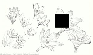 Railway Flowers Sketch — Mark Quijano