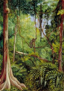 Scène De Forêt, Matang, Sarawak, Bornéo — Marianne North