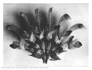 Art Forms In Nature 62 — Karl Blossfeldt