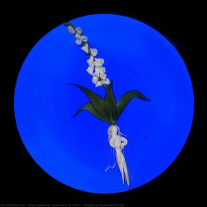 Foxglove Medieval Herbal