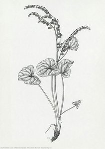 Mountain Sorrel (oxyria Digyna) — Oldriska Ceska