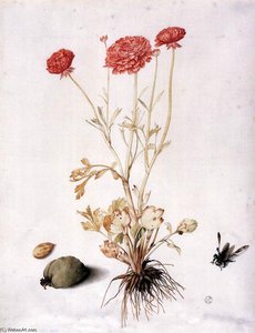 Ranunculus With Two Almonds And A Hymenopteran — Giovanna Garzoni