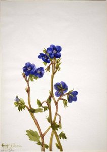 Phacelia (phacelia Parryi) — Mary Vaux Walcott