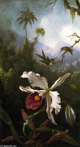Two Hummingbirds Above A White Orchid — Martin Johnson Heade