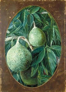 The Bael Fruit — Marianne North