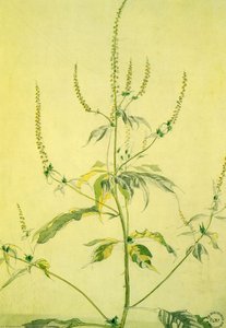 Wild Flower Study — Charles Burchfield