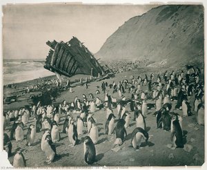 Wreck Of The 'gratitude', Macquarie Island — Frank Hurley