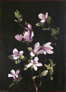 Una Magnolia Giapponese — Marianne North