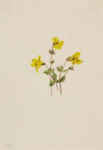 Untitled — Марі Вокс Волкотт
