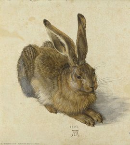 Lebre — Albrecht Dürer