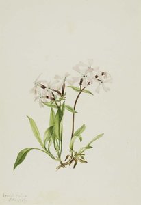 Untitled — Марі Вакс Волкотт