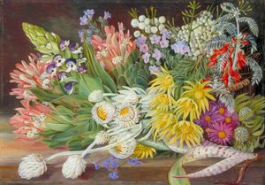 Een Mengsel Van Bloemen Vanuit Tafelberg, Kaap De Goeie Hoop — Marianne North