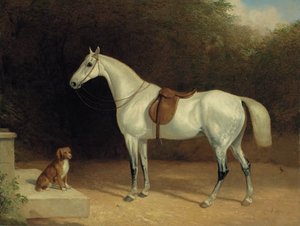 A Saddled Grey Hunter, With A Dog On A Stone Step, And A Robin — Abraham Cooper