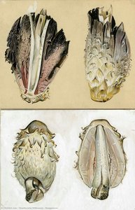 Shaggymane — Timothy John Williamson