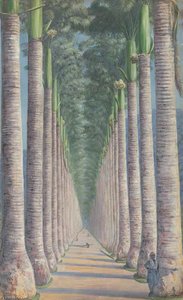 Viale Delle Palme Reali — Marianne North