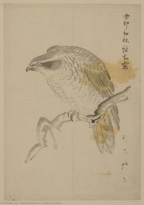 Preparatory Sketch — Ishibashi Kazunori