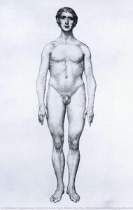 Study Of The Human Figure, Anterior View, From 'a Comparative Anatomical Exposition Of The Structure Of The Human Body With That Of A Tiger And A Common Fowl' — George Stubbs