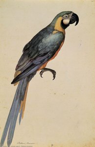 Psittacus Ararauna — Jacopo Ligozzi