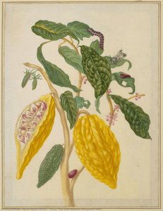 Cocoa Tree With Southern Armyworm Moth — Maria Sybilla Merian