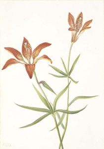 Lily (lilium Montanum) — Mary Morris Vaux Walcott