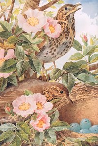 Song Thrushes With Nest — Louis Fairfax Muckley