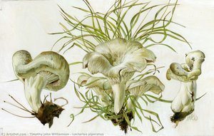 Lactarius Piperatus — Timothy John Williamson