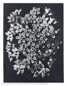 Art Forms In Nature 115 — Karl Blossfeldt