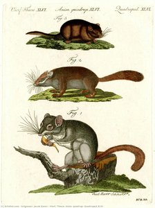 Vierf. Thiere, Anim. Quadrup, Quadruped Xlvi — Schmuzer, Jacob Xaver