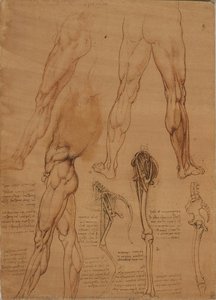 Die Beinmuskulatur Und Knochen Des Menschen Und Des Pferdes — Leonardo Da Vinci