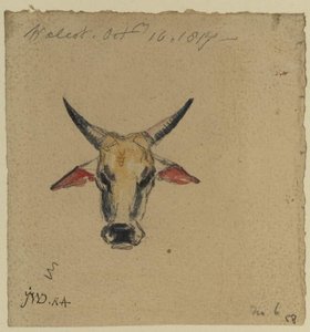 Head Of A Cow — James Ward