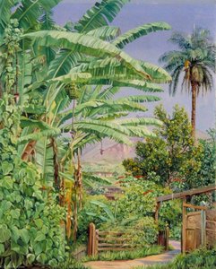 Bananos Y Naranjos, Una Palmera Y Un Arbusto De Noche Buena En Un Jardín En Morro Velho, Brasil — Marianne North