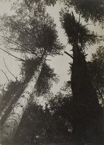 Pine Trees, Pushkino — Aleksandr Rodchenko