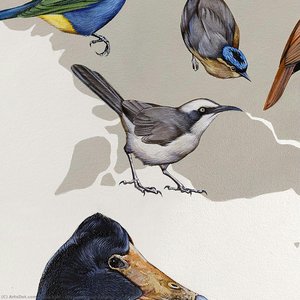 Gray-crowned Babbler — Džejn Kim
