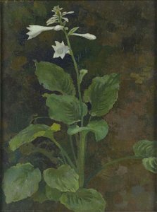 Hosta — Xu Beihong