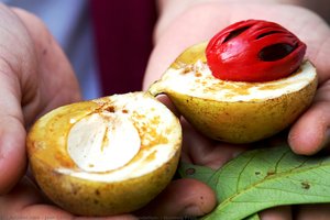 Nutmeg Fruit — Josh Catti Rahadi (negeri Rempah Foundation)