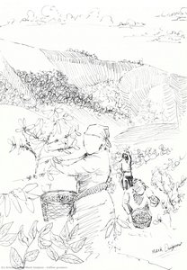Coffee Growers — Mark Quijano