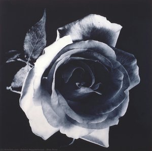 Blue Rose — Robert Mapplethorpe