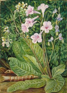 Zuid-afrikaanse Bloemen En Slangenkop-rupsen — Marianne North