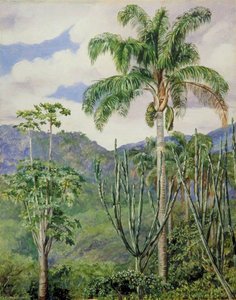View In Brazil Near Ouro Preto, With Oil Palms — Marianne North